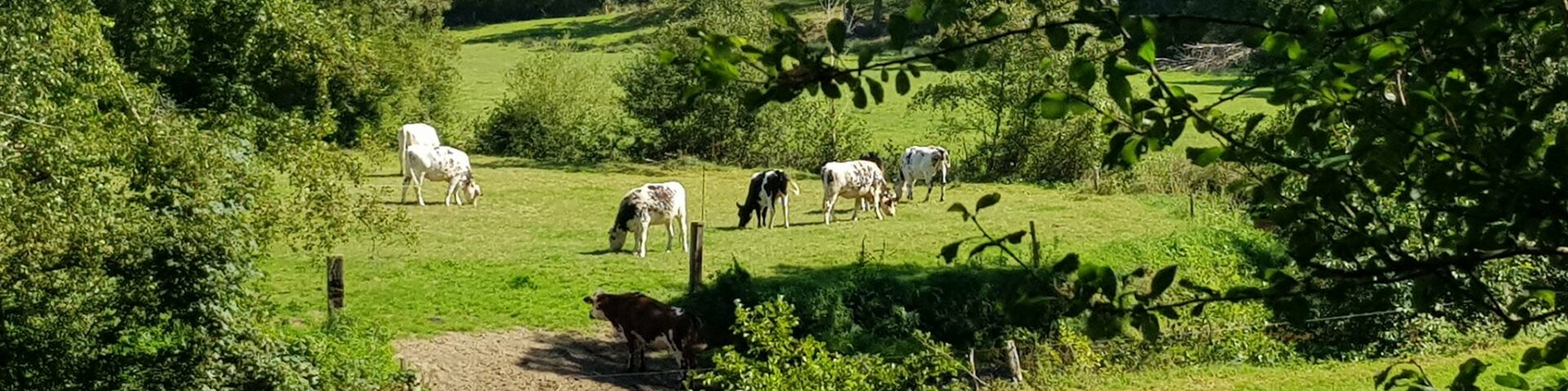 La Baleine commune de la Manche